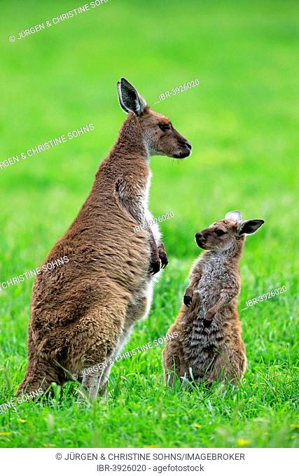 Kangaroo Island Kangaroos (Macropus fuliginosus fuliginosus), female with joey, South Australia, Australia