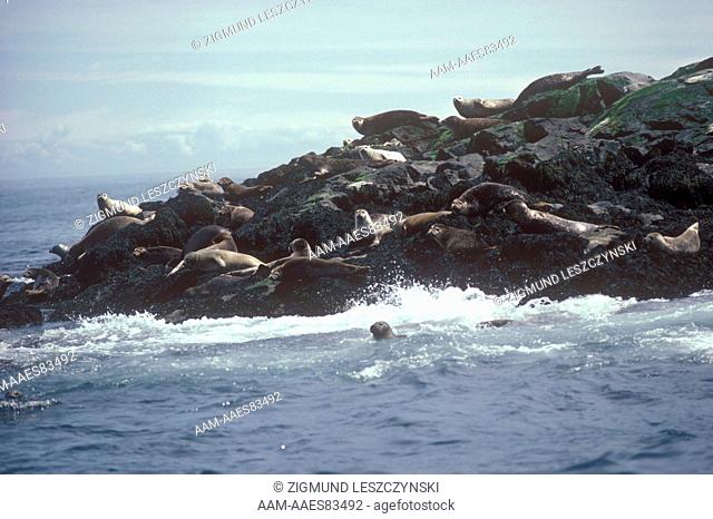 Harbor Seal (Phoca vitulina) Machias Seal Island, Maine off the coasts of Maine and New Brunswick