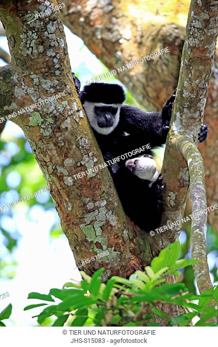 Angolan black and white Colobus, (Colobus angolensis), adult mother with young resting on tree, Africa