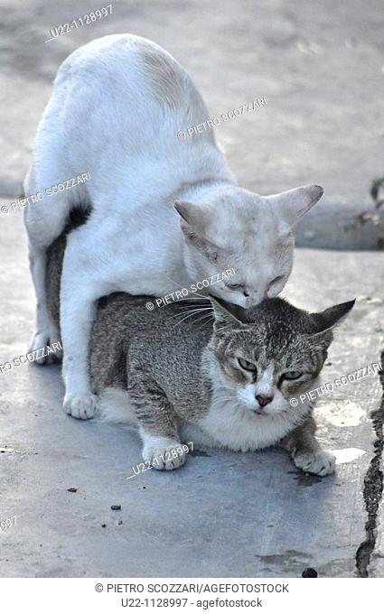 Mersing (Malaysia): cats having sex in the street