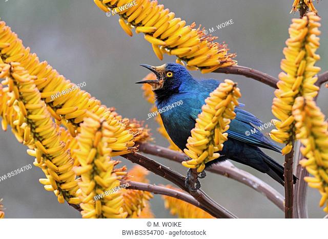 red-shouldered glossy starling (Lamprotornis nitens), male sits in an aloe, South Africa, Kruger National Park