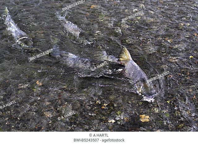 chum salmon Oncorhynchus keta, several on migration, USA, Alaska, Kodiak Island
