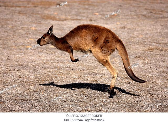 Western Grey Kangaroo, Kangaroo island subspecies (Macropus fuliginosus fuliginosus), adult, jumping, Kangaroo Island, South Australia, Australia