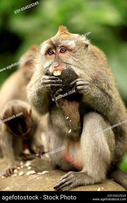 Family of monkeys. Bali a zoo. Indonesia