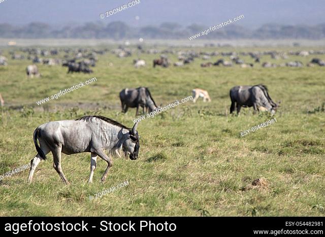 Young wildebeest antelope walking along the spawn in the background of the herds of antelopes, gazelles and zebras