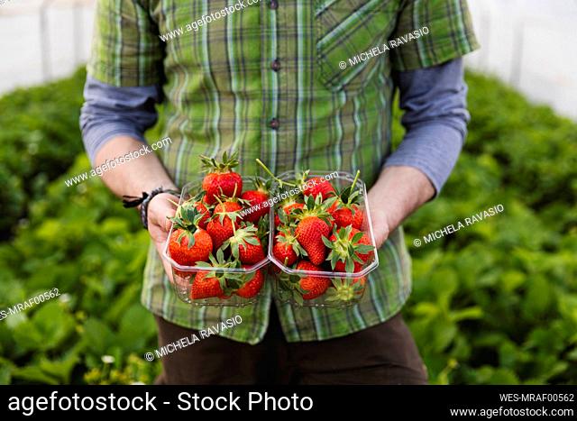Farmer holding freshly picked strawberries, organic farming