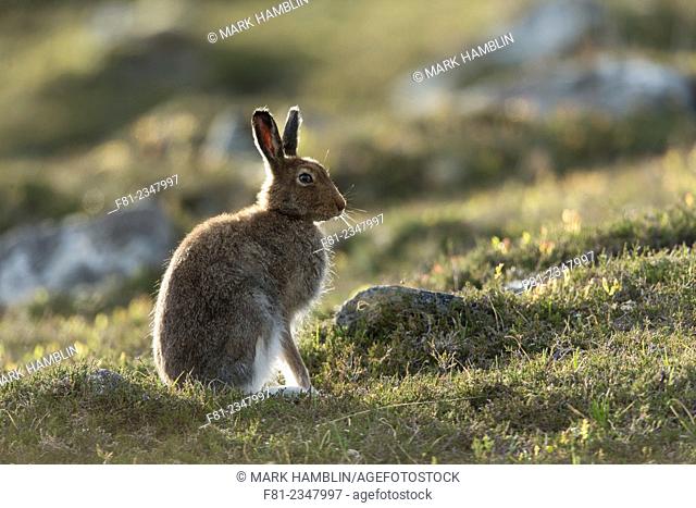 Mountain Hare (Lepus timidus) adult in spring coat on moorland