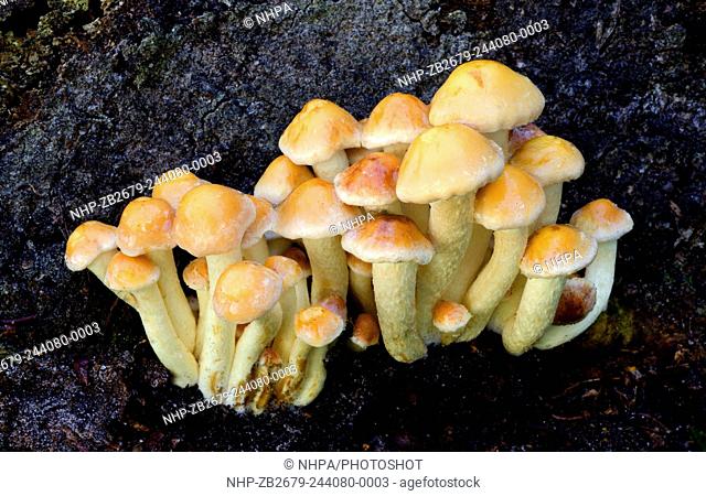 Close-up of a group of sulphur tuft fungi (Hypholoma fasciculare) growing in a tight group on a log in a Norfolk wood in early autumn
