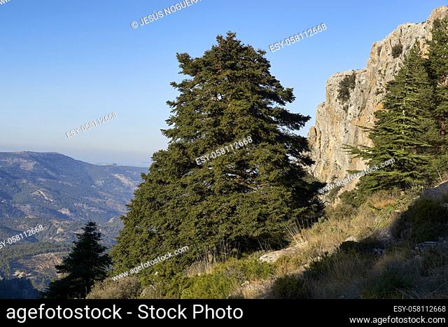 Pinsapos forest (Abies Pinsapo) in the Yunquera fir forest of the Sierra de las Nieves national park in Malaga. Andalusía, Spain