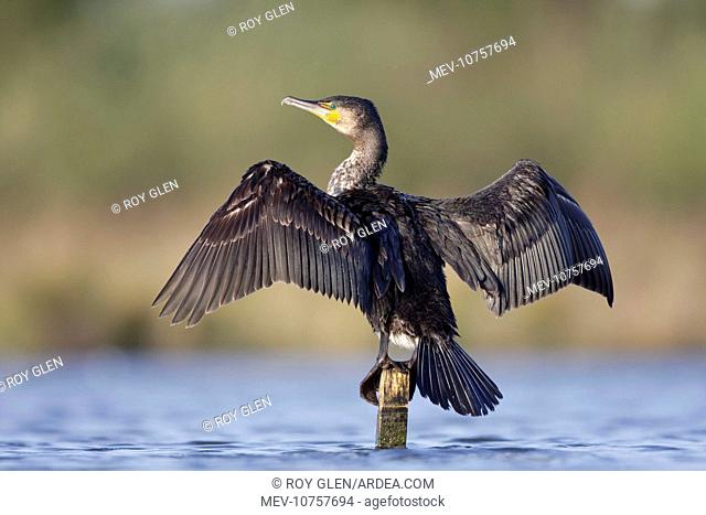 Great Cormorant - female with wings outstretched to dry (Phalacrocorax carbo)