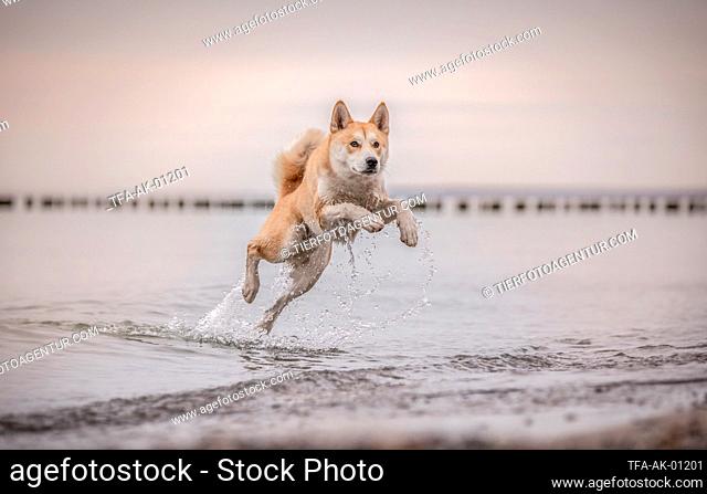 jumping Akita-Inu-Husky