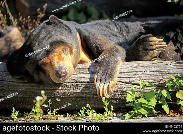 Sun bear (Helarctos malayanus), adult, resting on tree trunk, captive, Switzerland, Europe