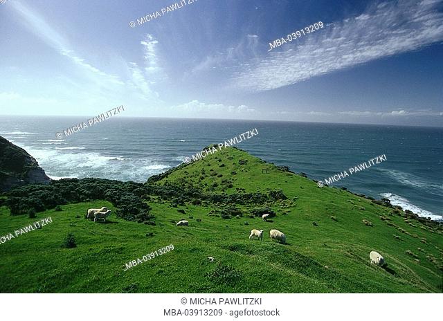 New Zealand, golden bay, coast scenery, sheep, sea