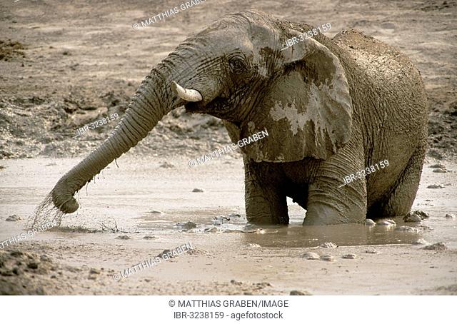 African Bush Elephant (Loxodonta africana), bull, taking a mud bath