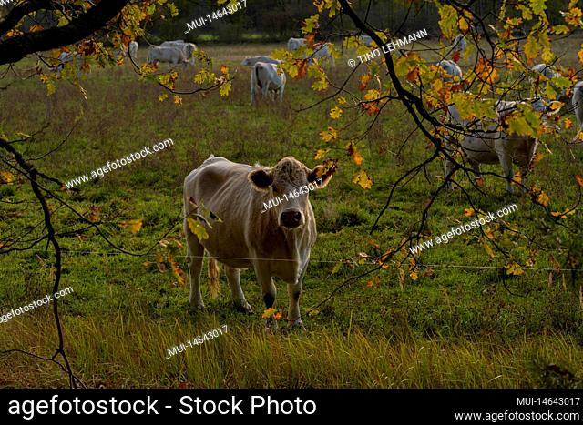 Cows in autumn on a green meadow