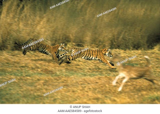Tiger Hunting Chital (Panthera tigris) Rantambor, India