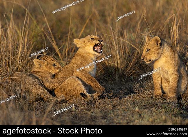 Africa, East Africa, Kenya, Masai Mara National Reserve, National Park, Babies lion (Panthera leo), in savannah, playing