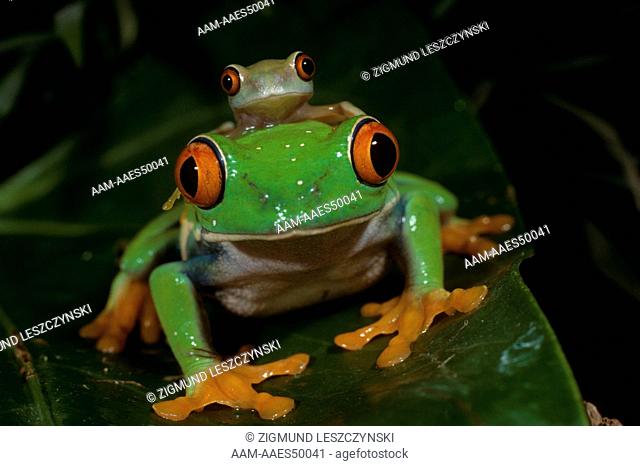 Red-Eyed Treefrog with young on its Head (Agalychnis callidryas)