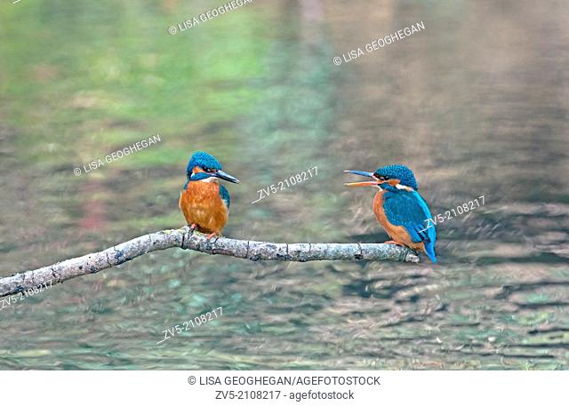 Male And Female Kingfishers, Alcedo atthis, Perched On Branch During Courtship. UK