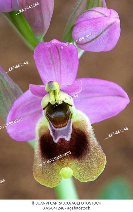 Orchid Ophrys tenthredinifera