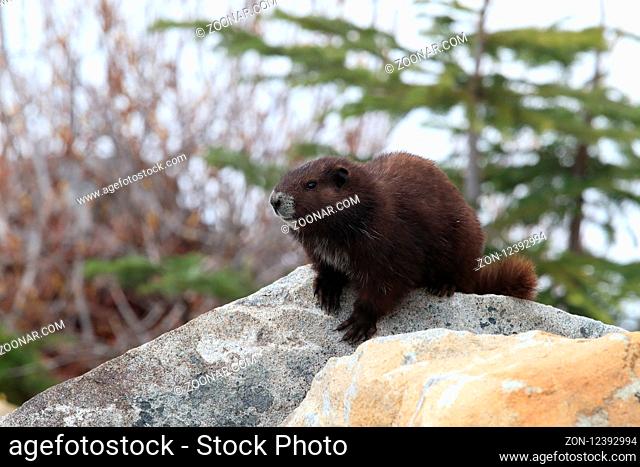 Vancouver Island Marmot, Marmota vancouverensis, Mount Washington, Vancouver Island, BC, Canada