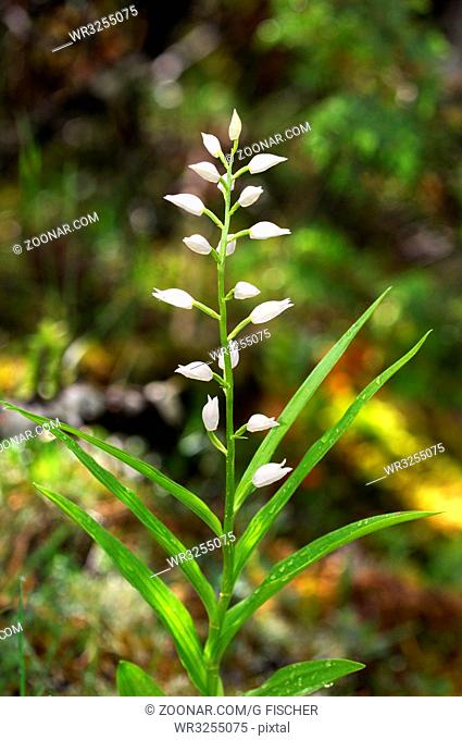 Schwertblättriges Waldvöglein, Cephalanthera longifolia, Orchidee / Sword-leaved Helleborine, Cephalanthera longifolia, Orchid