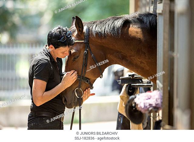 Oldenburg Horse. Woman smooching with bay gelding with tack in a box. Italy