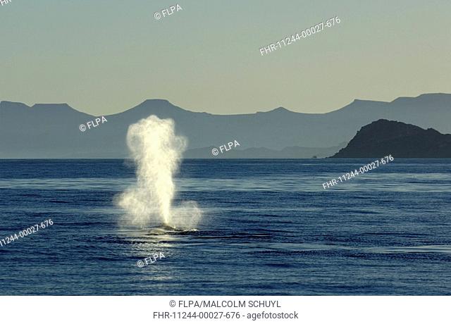 Blue Whale Balaenoptera musculus adult, blowing at waters surface, Sea of Cortez, Mexico