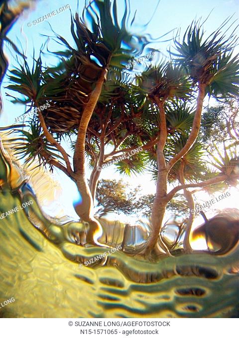 Screw palm Pandanus sp  glimpsed through water's surface, Eli Creek, Fraser Island World Heritage Area, Queensland, Australia
