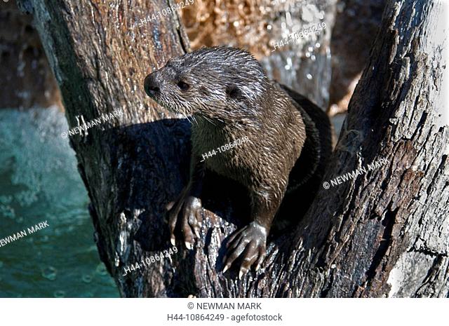 Spotted necked otter, Lutra maculicollis, 2009, animal, water