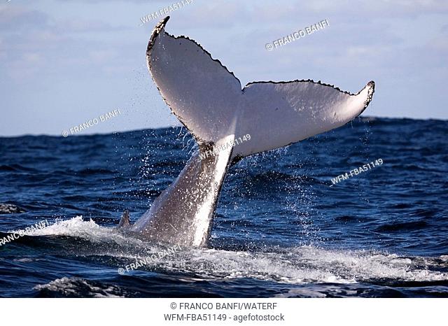tail of humpback whale, Megaptera novaeangliae, Wild Coast, Transkei, Southeast Africa, Indian Ocean, Mozambique