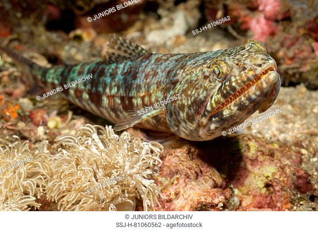 Lizardfish (Synodus variegatus) .