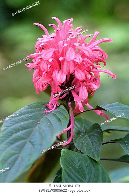 pink plume flower, pink jacobinia, Brazilian plume flower Jacobinia carnea, Justicia carnea, blooming plant