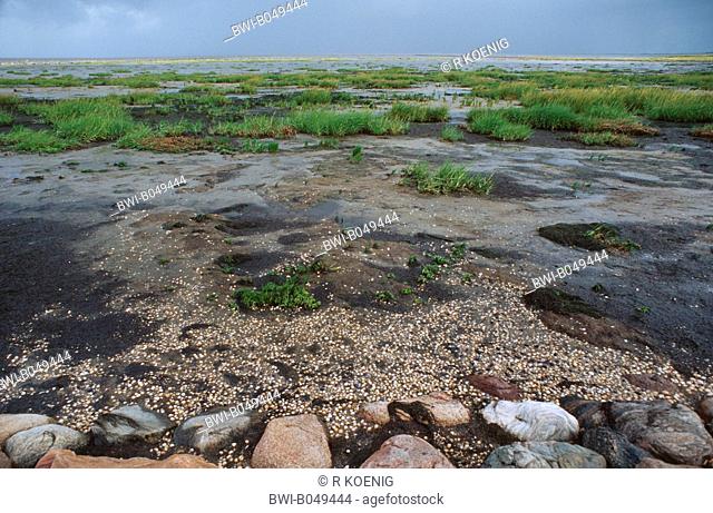 Common Cordgrass Spartina anglica, growing on dried wadden sea, Denmark