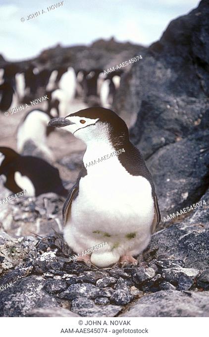 Chinstrap Penguin with egg (Pygoscelis antarctica) King George Island, S. Shetland Islands