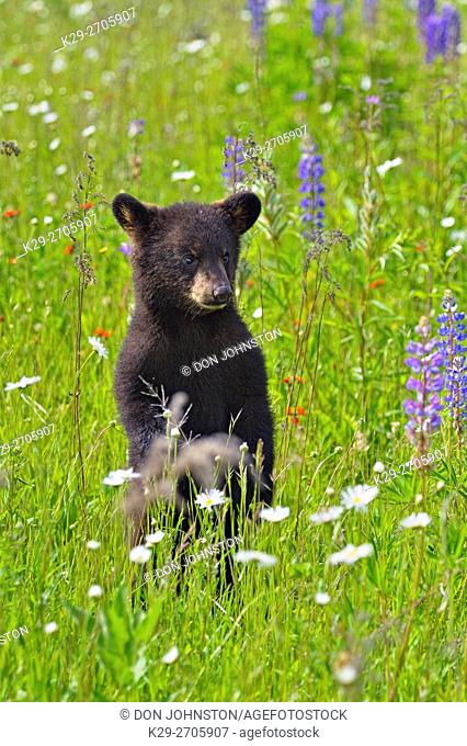 Black bear (Ursus americanus) Cub standing in flower field, captive raised, Minnesota wildlife Connection, Sandstone, Minnesota, USA