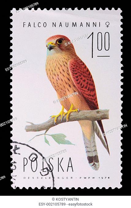 Poland - CIRCA 1974: A stamp - Falco Naumanni
