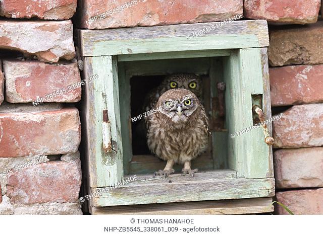 Little Owl (Athene noctua) in a derelict building: Danube Delta in Romania