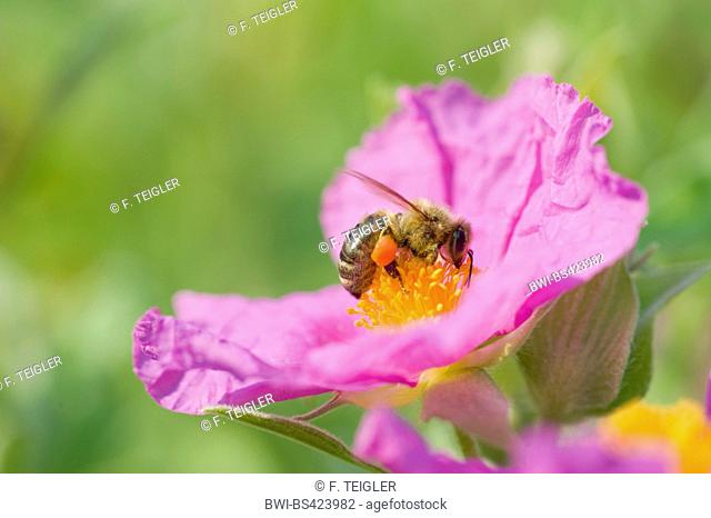 pink rock rose (Cistus villosus, Cistus incanus), flower with honey bee