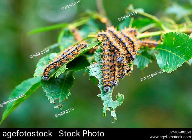 Pest infestation by caterpillars of the large tortoiseshell (Nymphalis polychloros) on the leaves of an elm tree