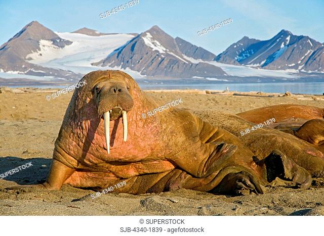 A large bull walrus Odobenus rosmarus rests on a sandspit in summertime, Poolepynten, along the coast of Svalbard, Norway