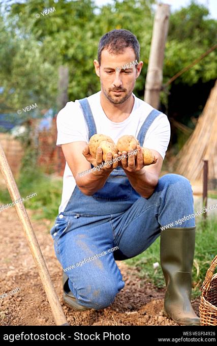 Male farmer holding potatoes while crouching in agricultural field