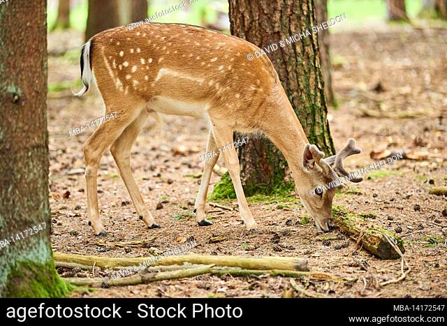 fallow deer (dama dama), forest floor, foraging, sideways, standing