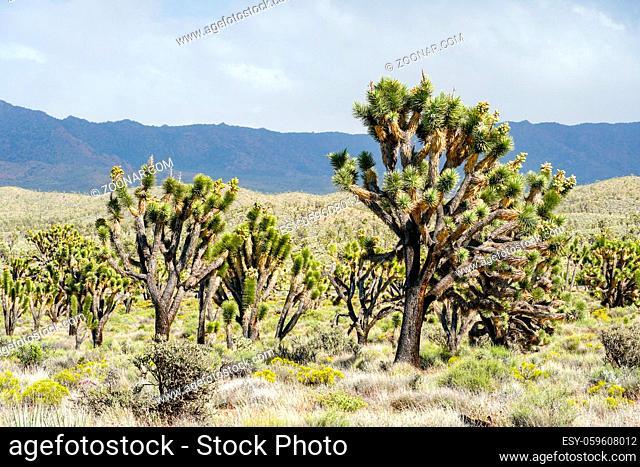 Joshua Tree National Park. American desert national park in southeastern California. Yucca brevifolia, Joshua Tree is a plant species belonging to the genus...