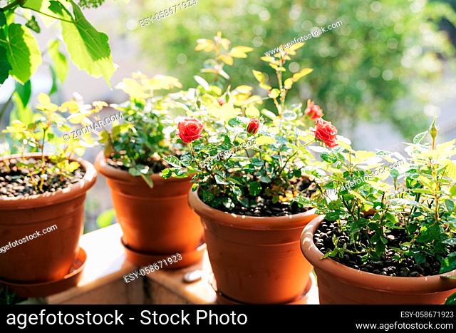 Seedlings of red roses in brown flower pots. High quality photo