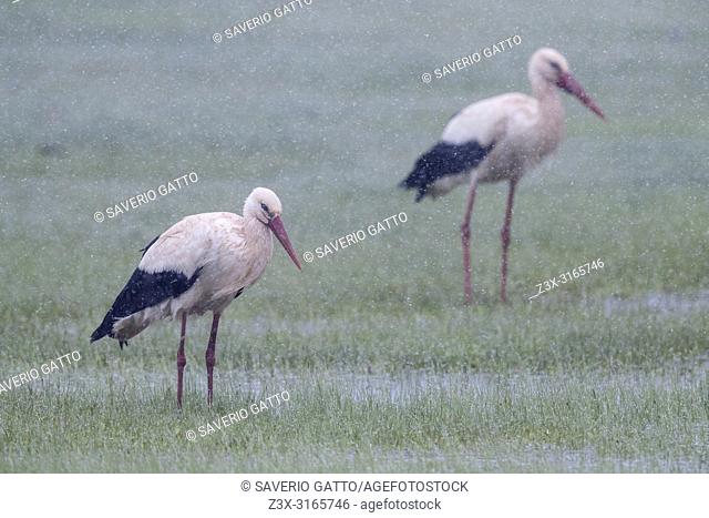 White Stork (Ciconia ciconia), couple under a heavy sleet