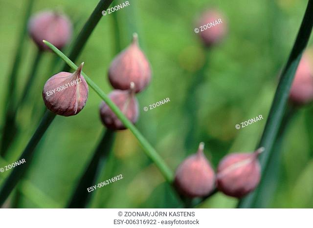 Chive - Allium schoenoprasum