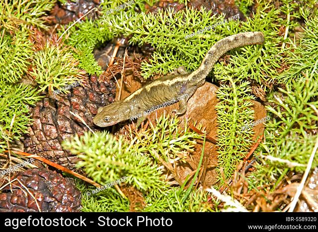 Pyrenean brook salamander (Euproctus asper) adult, crawling through vegetation, Aragon, Pyrenees, Spain, Europe