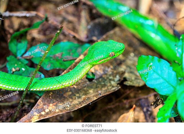 Green pit viper snake, Asian pit viper snake in nature
