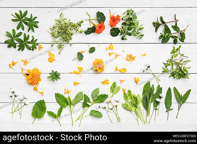 Collection of various herbs and edible flowers flat laid against white wooden surface